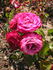 Přelud rose photo