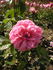 Gruppenkönigin rose photo