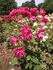 Anne Mette Poulsen rose photo