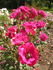 Anne Mette Poulsen rose photo
