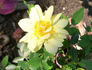 Fiesta Gold rose photo