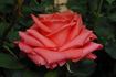 Träumerei rose photo