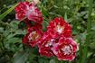 Sparkling Ruffles rose photo