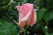 Summer Lady ® rose photo