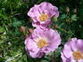 Tasogare rose photo