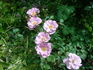Tasogare rose photo