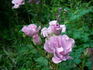 Tasogare rose photo