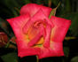 Fancy Pants ™ rose photo