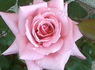 Steffi Graf rose photo