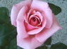 Steffi Graf rose photo