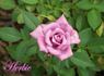 Herbie rose photo