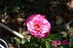 My Best Friend rose photo