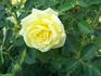 Buttermint ™ rose photo