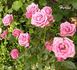 Herbie rose photo