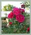 Red Wand rose photo