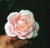 Bô rose photo