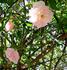 Daniel Lacombe rose photo