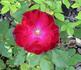 Red Simplicity ® rose photo