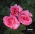 Harlequin ™ rose photo