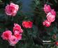 Harlequin ™ rose photo