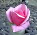 Starting Over ™ rose photo