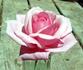 Starting Over ™ rose photo