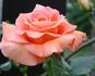 Bettina '78 rose photo