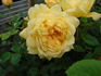 Glückskette rose photo