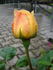 Glückskette rose photo