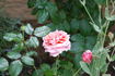 Steffi Graf rose photo