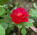 Bezruc rose photo