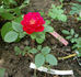 Bezruc rose photo