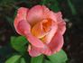 Frivolous Pink rose photo