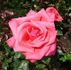 Abbeyfield Rose rose photo