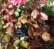 Abbeyfield Rose rose photo