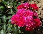 Sangria rose photo