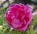 Aristide Dupuy rose photo