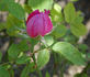 Aristide Dupuy rose photo