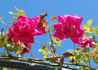 Richmond, Cl. rose photo