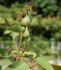 Madame Abel Chatenay, Cl. rose photo