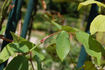 Madame Abel Chatenay, Cl. rose photo