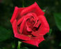 This Is The Day ™ rose photo