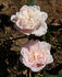 Edith de Murat rose photo