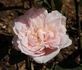 Edith de Murat rose photo