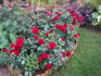 Balmoral Palace rose photo