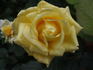 Kaj Munk™ rose photo