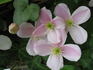 montana 'Elizabeth' clematis photo