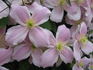 montana 'Elizabeth' clematis photo