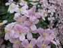 montana 'Elizabeth' clematis photo