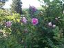 Betty Will rose photo